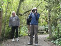 Neuseeland Südinsel -  Region Canterbury - Peel Forest Park