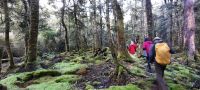 Neuseeland Südinsel -  Wanderung durch den Elfenwald