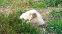 Neuseeland Südinsel - Albatross Zentrum - Baby