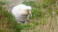 Neuseeland Südinsel - Albatross Zentrum - Baby