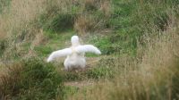 Neuseeland Südinsel - Albatross Zentrum - Baby