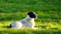 Neuseeland Südinsel - Border Collie im Feierabend