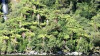 Neuseeland Südinsel - Fjordland Nationalpark - Doubtful Sound