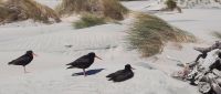Neuseeland Südinsel - Genießertag an der Golden Bay - Wharariki Beach