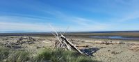 Neuseeland Südinsel - Golden Bay - Collingwood bei Ebbe