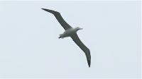 Neuseeland Südinsel - Halbinsel Otago - Albatross 