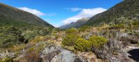 Neuseeland Südinsel - Lewis Pass - Alpine Nature Walk