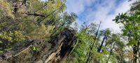 Neuseeland Südinsel - Methven - Wanderung im Awa Awa Reserve