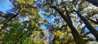 Neuseeland Südinsel - Mt. Aspiring Nationalpark - Wanderung durch den Regenwald