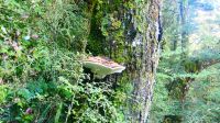 Neuseeland Südinsel - Mt. Aspiring Nationalpark - Wanderung durch den Regenwald