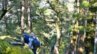 Neuseeland Südinsel - Mt. Aspiring Nationalpark - Wanderung durch den Regenwald