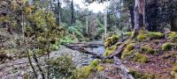 Neuseeland Südinsel - Murchison - Wanderung durch den Elfenwald