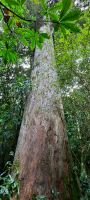 Neuseeland Südinsel - Peel Forest Park -  Kahikatea