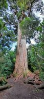 Neuseeland Südinsel - Peel Forest Park -  Totara
