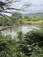 Nga Manu 