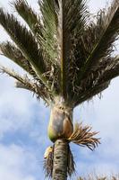 Nikau Palme