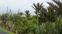 Nikau Palmen