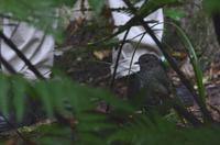 North Island Robin