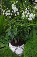 Orchidee zur Ehren Prinzessin Diana