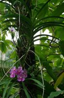 Orchideen Garten
