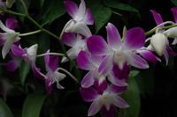 Orchideen Garten