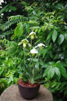 Orchideen Garten