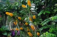 Orchideen Garten