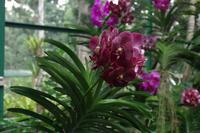 Orchideen Garten