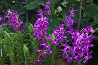 Orchideen Garten