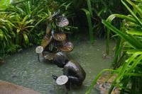 Orchideen Garten
