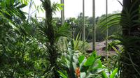 Orchideen Garten