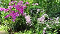 Orchideen Garten