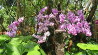 Orchideen Garten