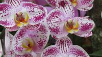Orchideen Garten