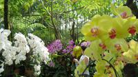 Orchideen Garten