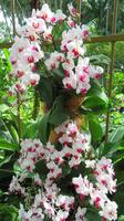 Orchideen Garten