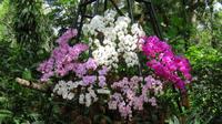 Orchideen Garten
