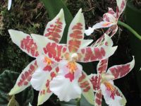 Orchideenpracht