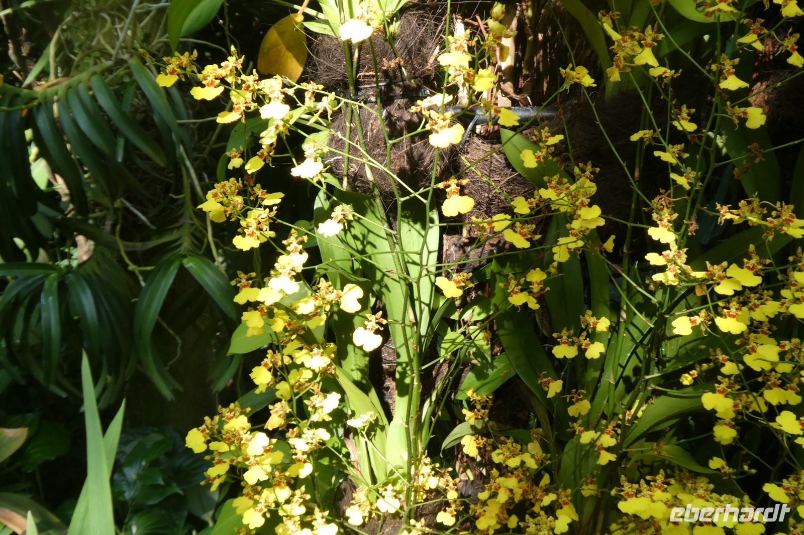 Orchideenvielfalt