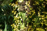 Orchideenvielfalt