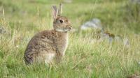 Osterhase