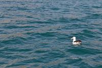 Otago-Halbinsel - Albatross-Beobachtung