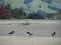 Oyster Catcher