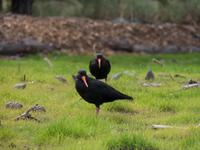 Oyster Catcher