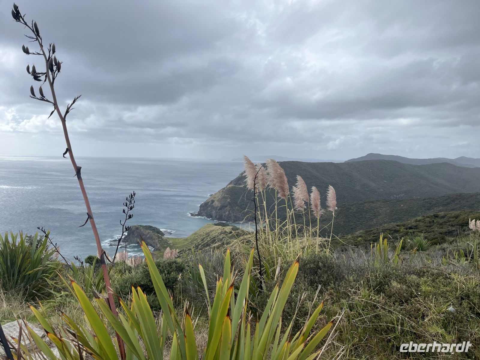 Pampasgras am Cape Reinga