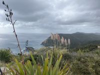 Pampasgras am Cape Reinga