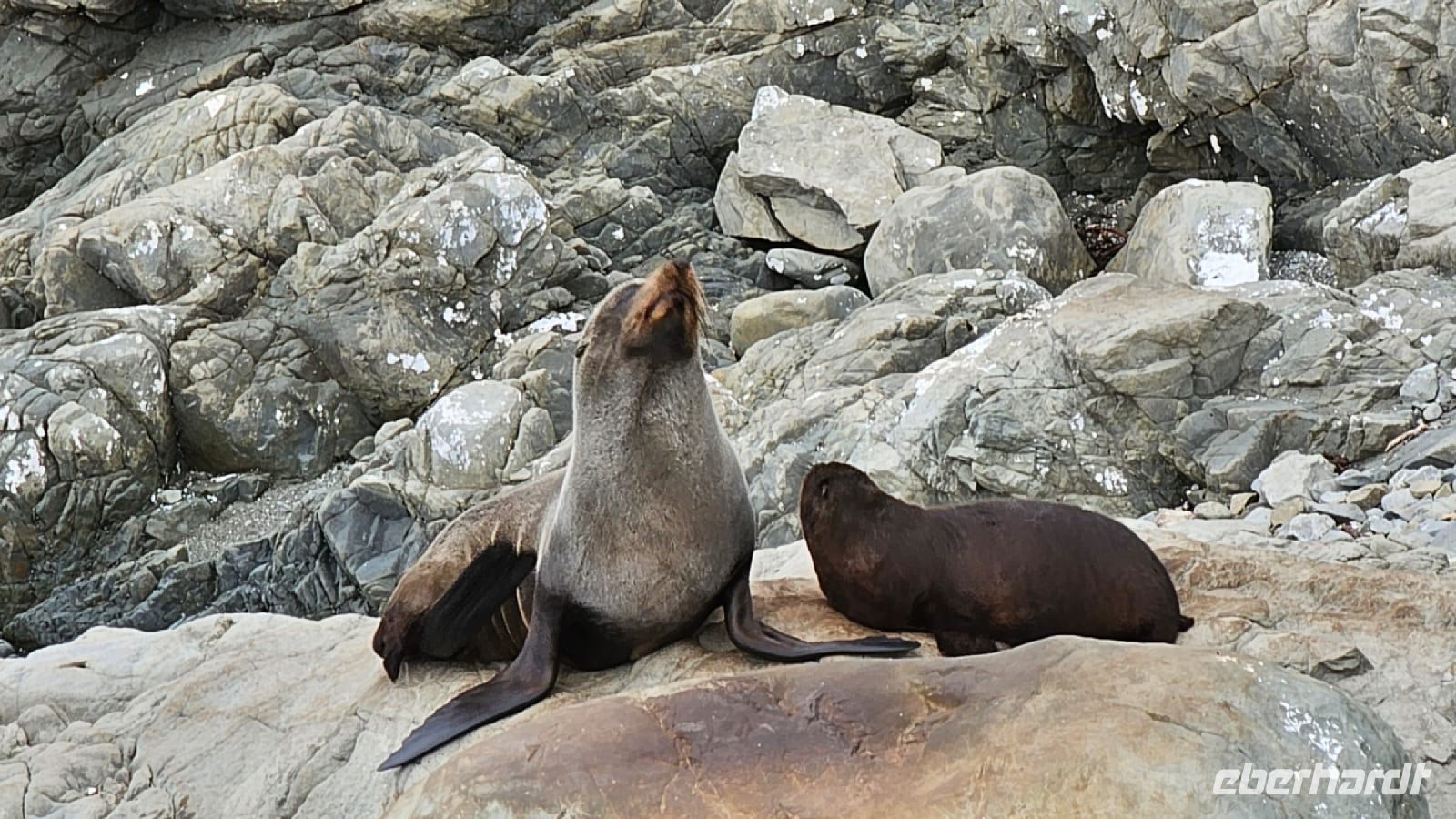 Pelzrobben an der Ostküste der Südinsel