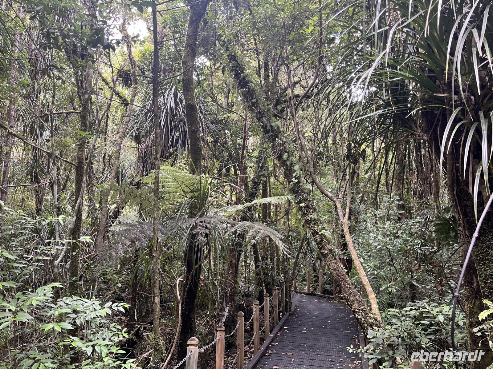 Pfad zum Tane Mahuta