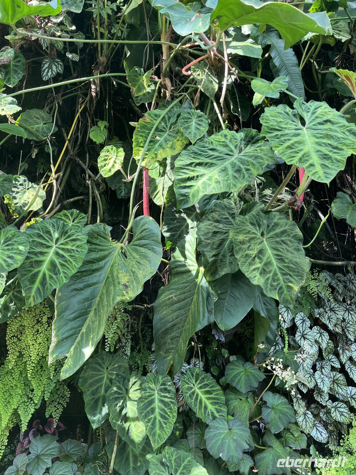 Philodendron Verruscosum