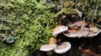 Pilze im Buchenwald des Kepler Track 